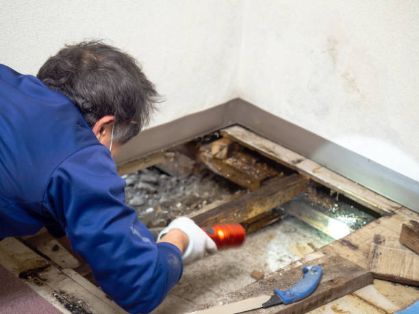Professional Mold Remediation in Fallon, NV