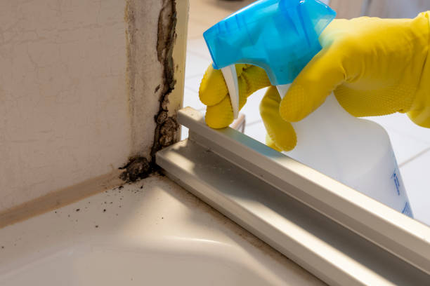 Best DIY Mold Remediation Support Services in Fallon, NV