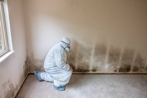 Best Post-Flood Mold Remediation in Fallon, NV