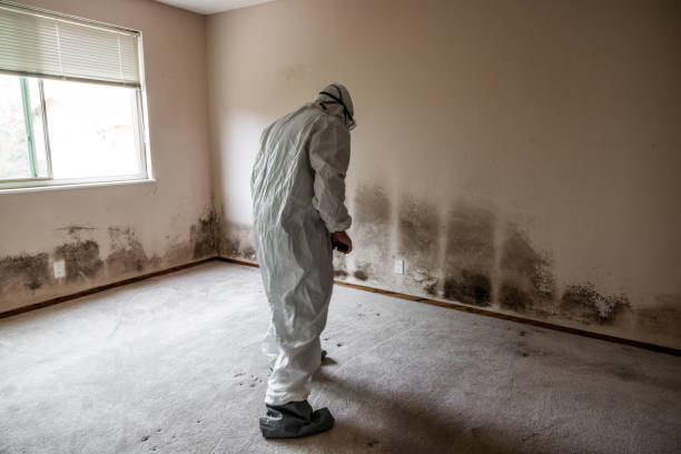 Best Health and Safety Mold Remediation in Fallon, NV