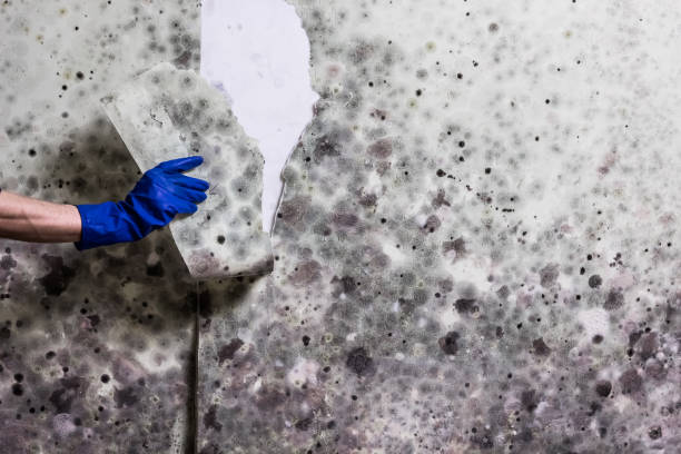 Best HVAC Mold Remediation in Fallon, NV